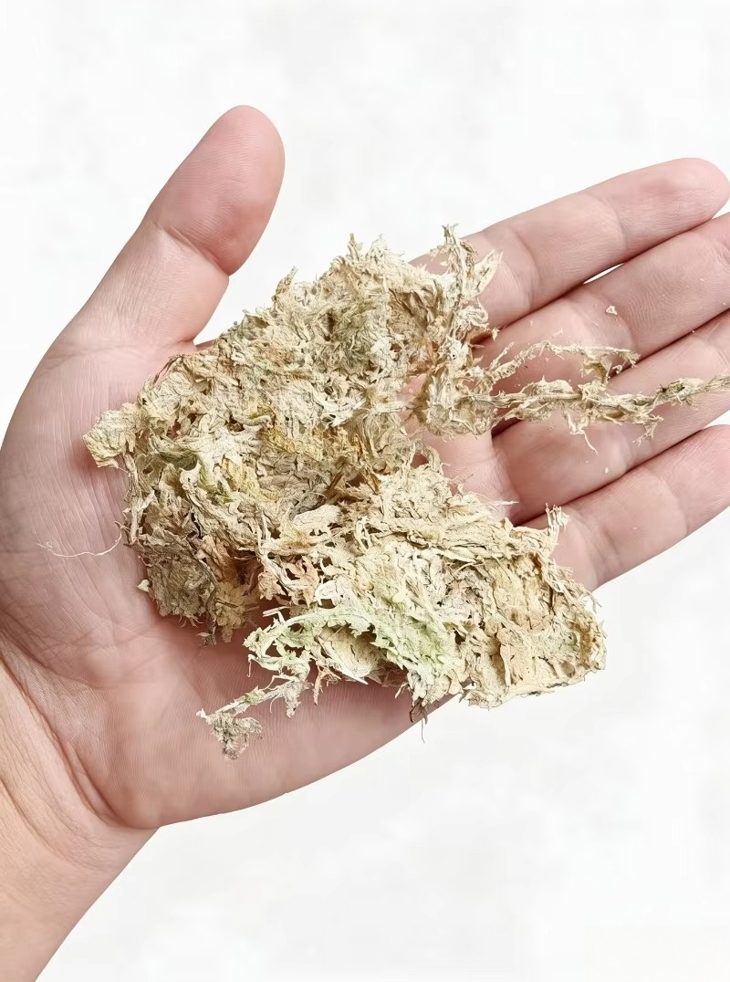Sphagnum Moss Dry - Premium Sphagnummos voor Orchideeën, Gecomprimeerd Blok,