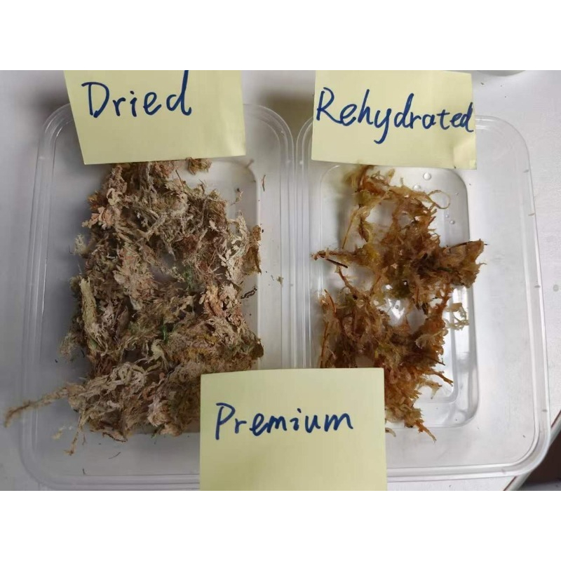 Premium Sphagnummos voor Orchi - Sphagnum Moss Dry recensie en prijs
